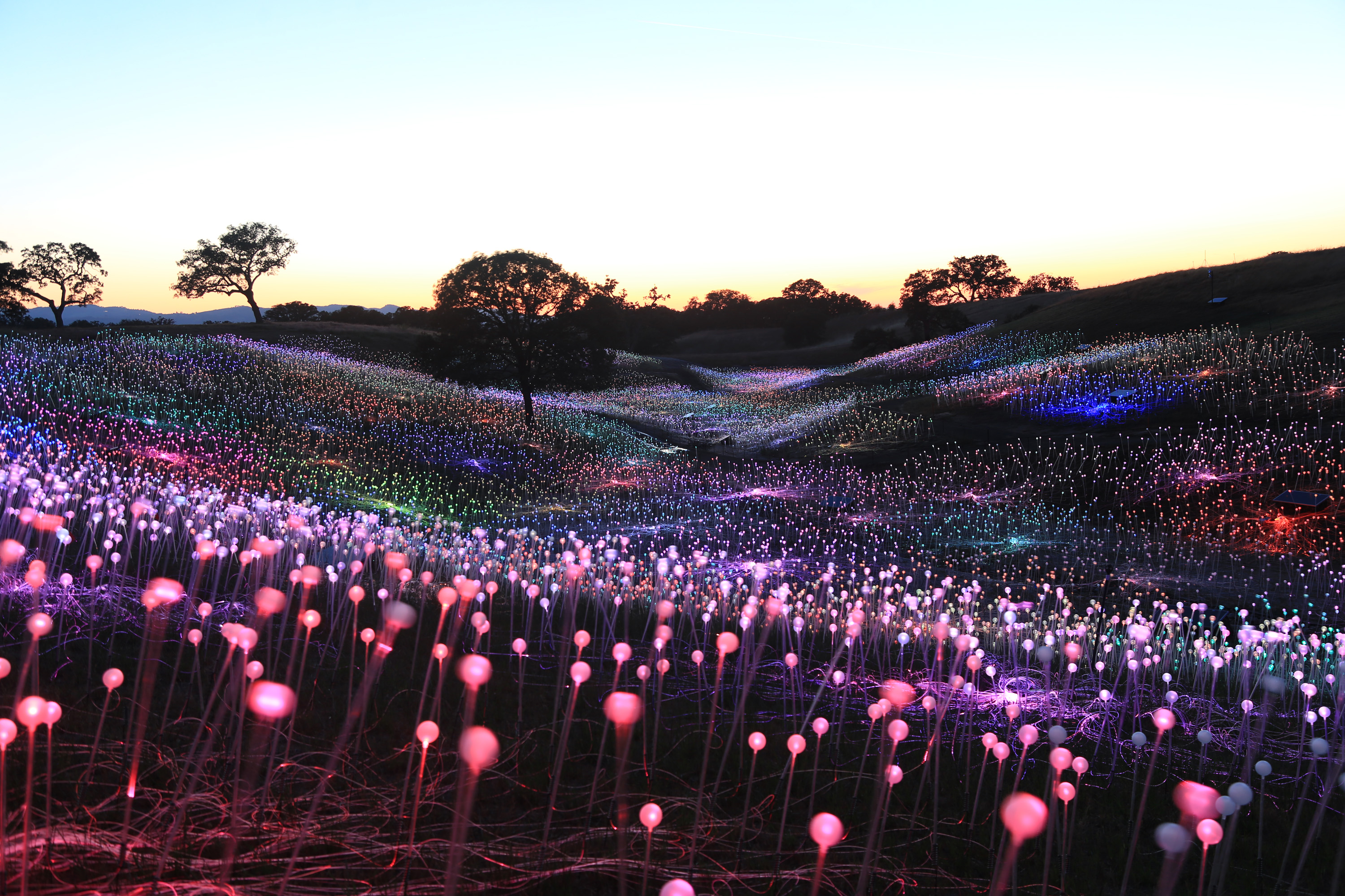 Огни цветов. Sensorio Калифорния. Field of Light Брюс Манро. «Поле света» Брюс Манро. Светящиеся поле.